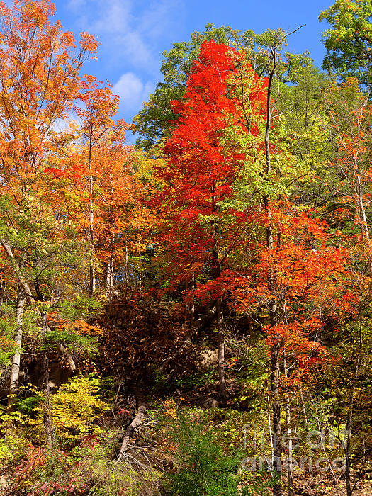 Autumn colours at Tiffany Creek Conservation Area Ontario by Louise Heusinkveld Autumn colours at Tiffany Creek Conservation Area Ontario by Louise Heusinkveld